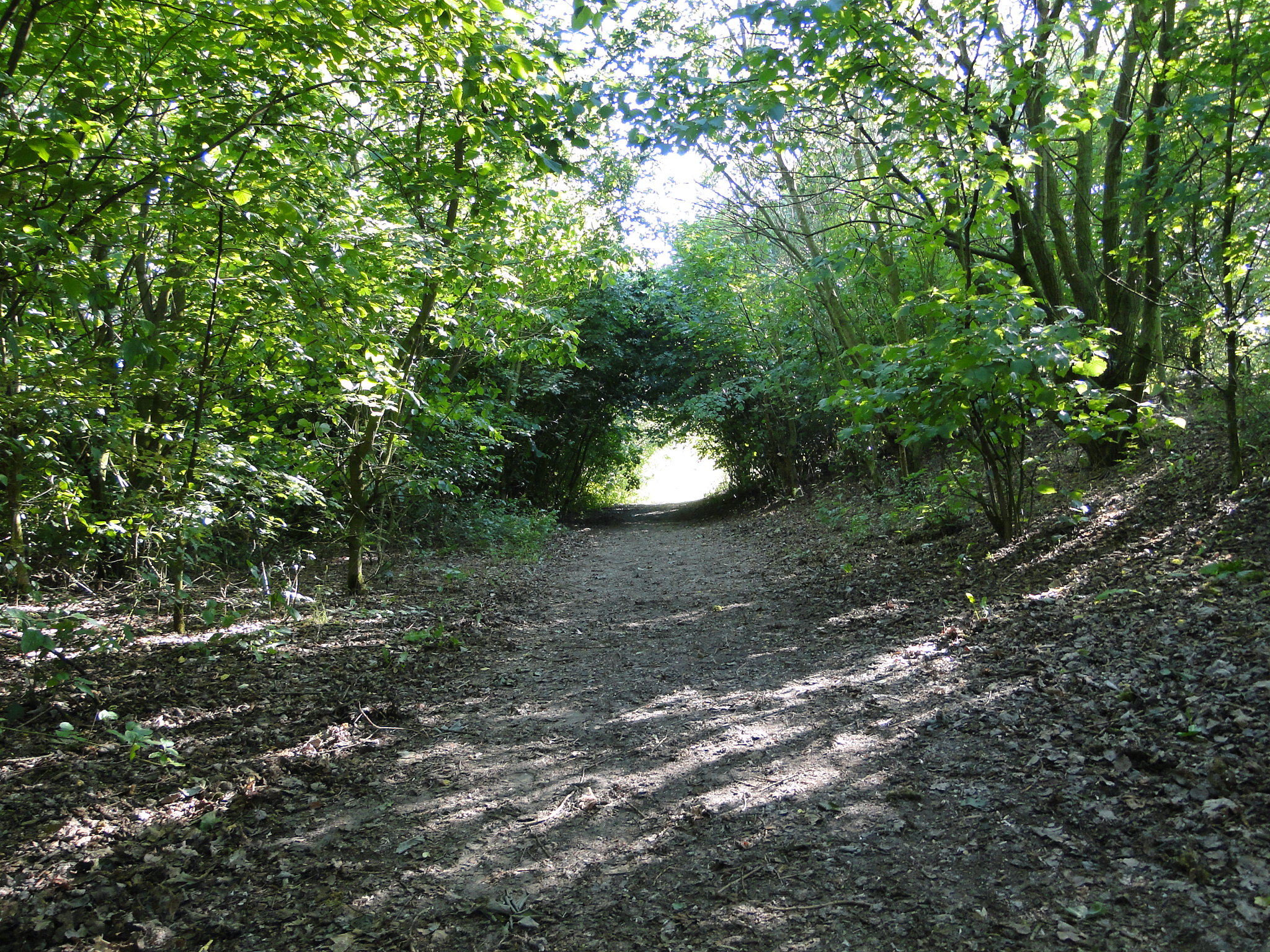 2011HWK 012.jpg